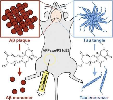 Root-Derived Bacterium Yields Rhizolutin, Disrupting Alzheimer’s β- and Tau Aggregates