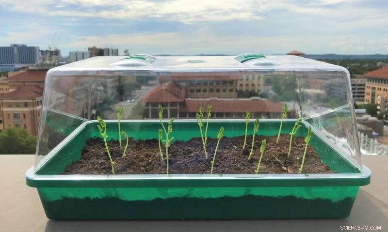 Revolutionary Self-Watering Soil Promises to Transform Modern Farming