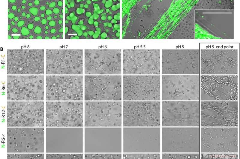 Liquid‑Liquid Phase Separation Drives Conversion of Spidroin Proteins into Spider Web Fibers