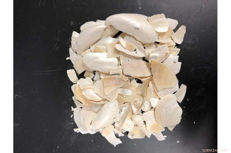 Transforming Hard Mussel Shells into Soft, Sustainable Calcium Carbonate Sponges