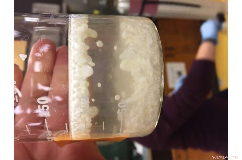 Transforming Hard Mussel Shells into Soft, Sustainable Calcium Carbonate Sponges