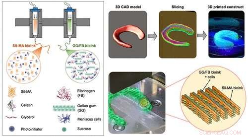 Scientists Create Hybrid Tissue Construct for Cartilage Regeneration