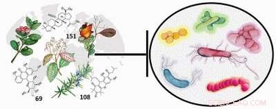 Comprehensive Review of Plant-Derived Antibacterial Compounds Opens New Avenues for Drug Development