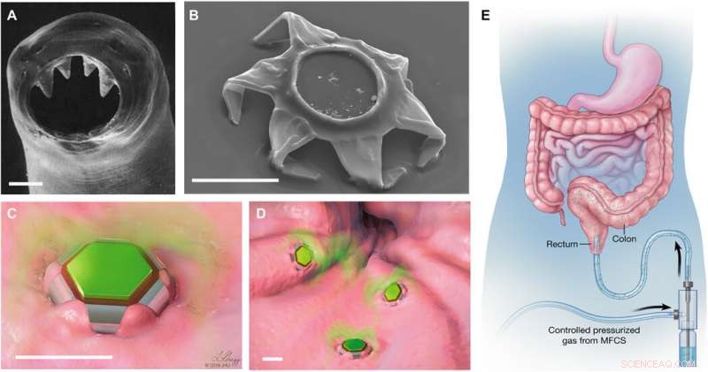 Shape‑Shifting Microdevices for Long‑Term Gastrointestinal Drug Delivery