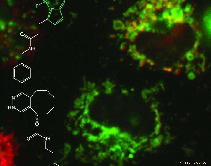 Fluorescent Single-Residue Tags Enable Live-Cell Imaging of Tiny Proteins