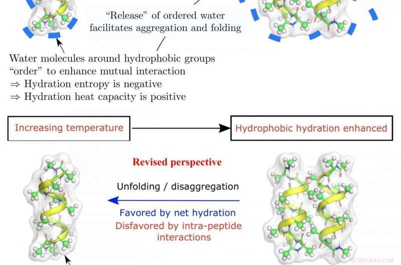 Heat & Cold Shape Protein Folding: New Insights from Leading Universities