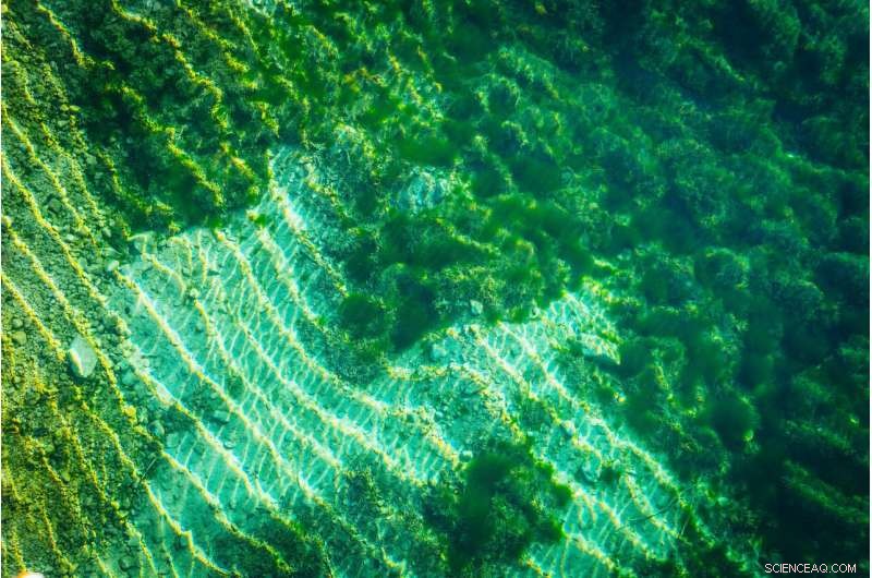 Cysteine Synthesis: A Crucial Milestone in Life’s Origin Revealed by New Study