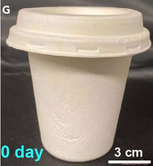 Eco-Friendly Tableware from Sugarcane & Bamboo Breaks Down in Just 60 Days