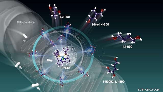 Accelerating a Zero‑Carbon Future by Harnessing Cellular Energy