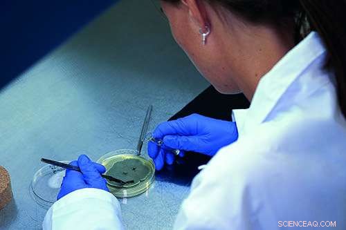 Discover How Emerging Research Drives Safer, Natural Fungicides for Agriculture