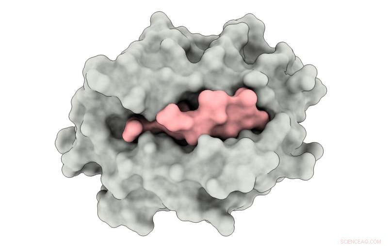 Revealed: A Novel Binding Mechanism That Could Revolutionize Viral Targeting