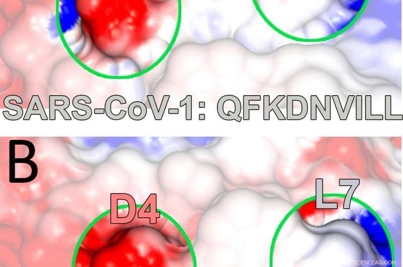 Revealed: A Novel Binding Mechanism That Could Revolutionize Viral Targeting