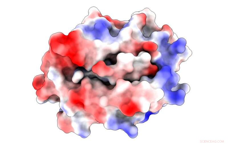 Revealed: A Novel Binding Mechanism That Could Revolutionize Viral Targeting