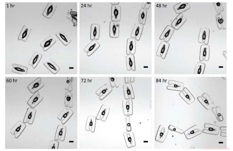 Scientists Develop Tiny Armored Emulsion Test Tubes for Parallel Chemical Reactions