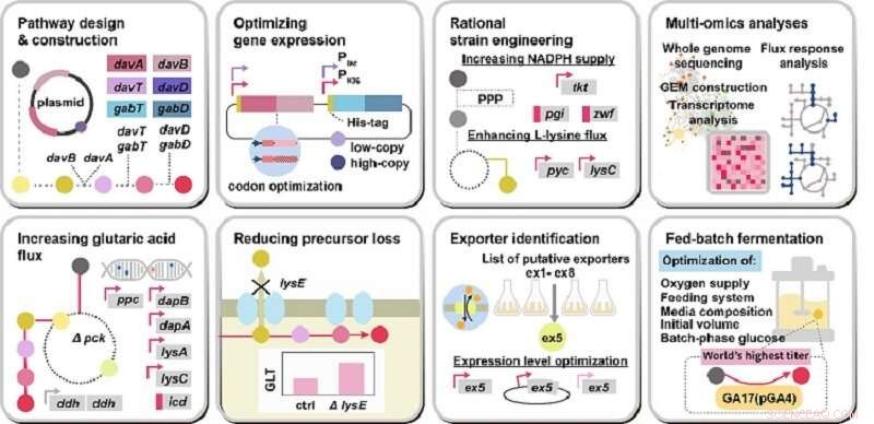 High-Yield Glutaric Acid Production from Glucose Using an Engineered Corynebacterium glutamicum Strain