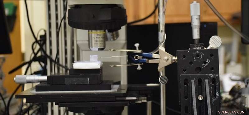 Scientists Validate Nature‑Inspired Antiperspirant Technology