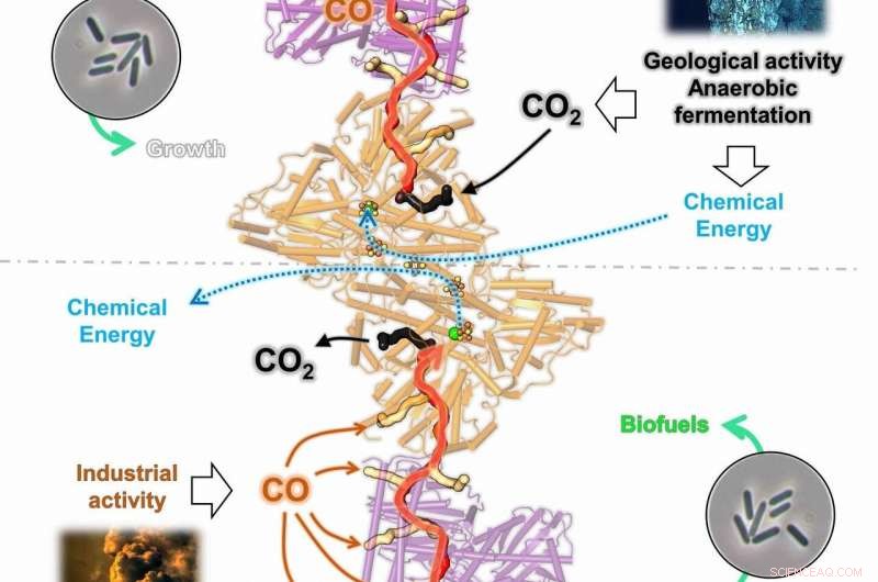 Microbial Powerhouses Convert Industrial CO₂ into Renewable Energy