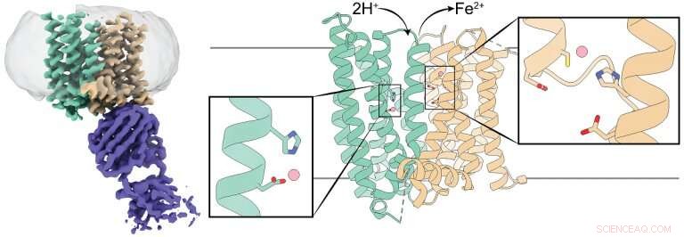 Unveiling Ferroportin: The Surprising Structure of the Iron-Exporter Protein