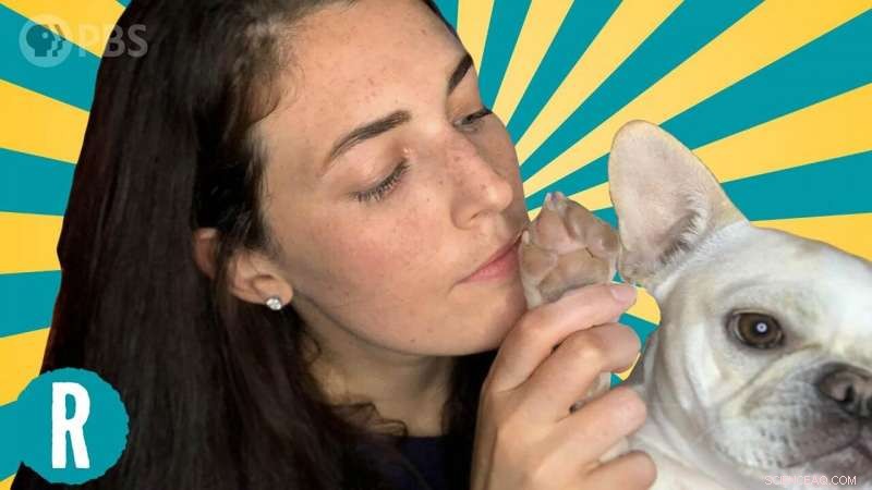 Video Insight: Why Your Dog’s Paws Smell Like Fritos