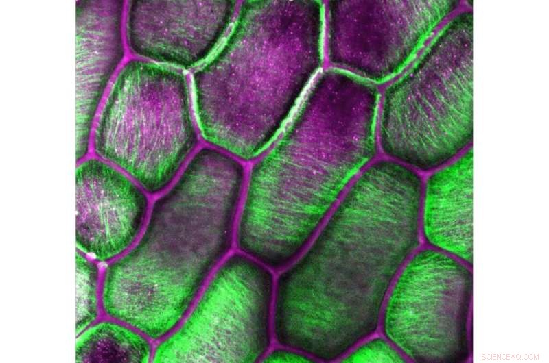 Breakthrough Cellulose Discovery Opens Path to Innovative Biofuels and Chemicals