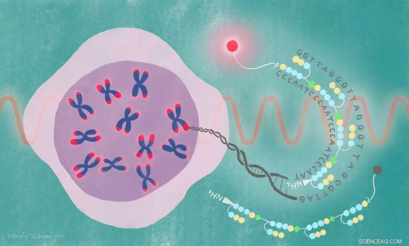 New Near-Infrared Probe Reveals Real-Time Telomere Dynamics