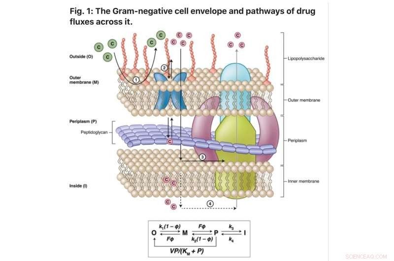 New Antibiotic Breakthroughs: Collaborative Study Offers Key Insights