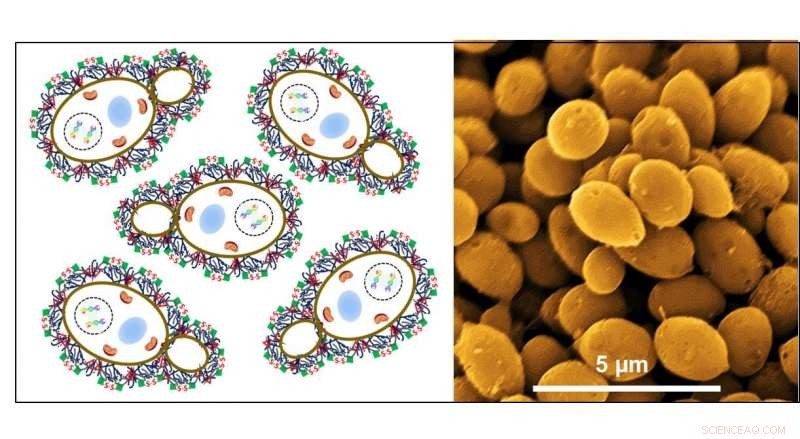 Creating Efficient Water‑Splitting Catalysts from Waste Yeast Biomass