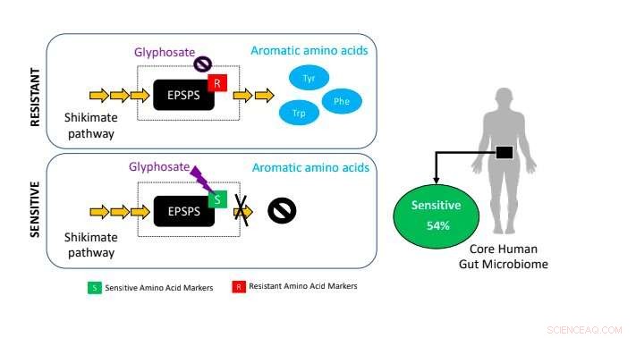 Glyphosate s Impact on Human Gut Microbiota: What You Need to Know