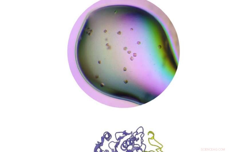 New Enzyme Insight Offers Hope for Fish Odour Syndrome Patients