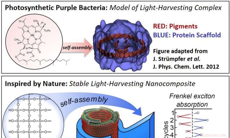 CCNY Researchers Develop Breakthrough Method to Functionalize Bio-Inspired Solar Materials