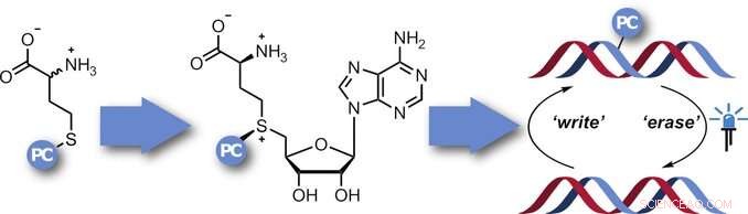 Enzymatic Photocaging Enables Precise Control of DNA Methylation for Gene Regulation Studies