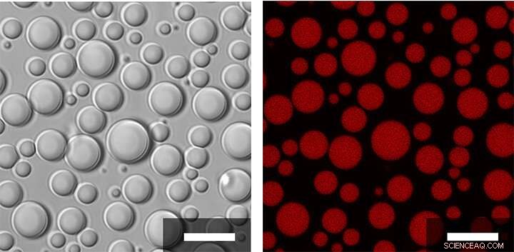 Did Early Life Necessitate Long, Complex Molecules to Create Cell‑Like Compartments?