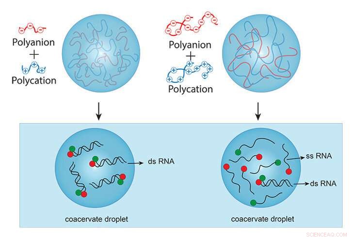 Did Early Life Necessitate Long, Complex Molecules to Create Cell‑Like Compartments?