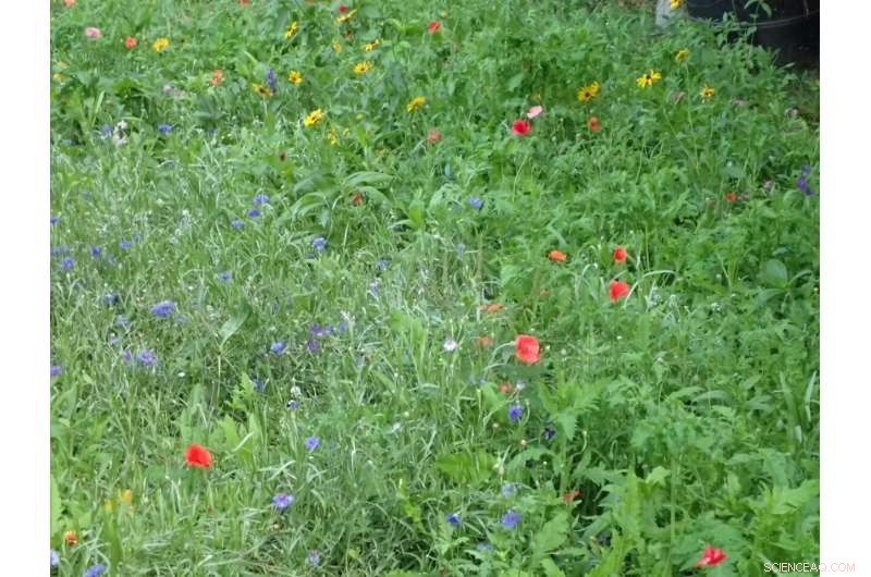 New Simple Test Detects Bee-Killing Pesticide in Honey