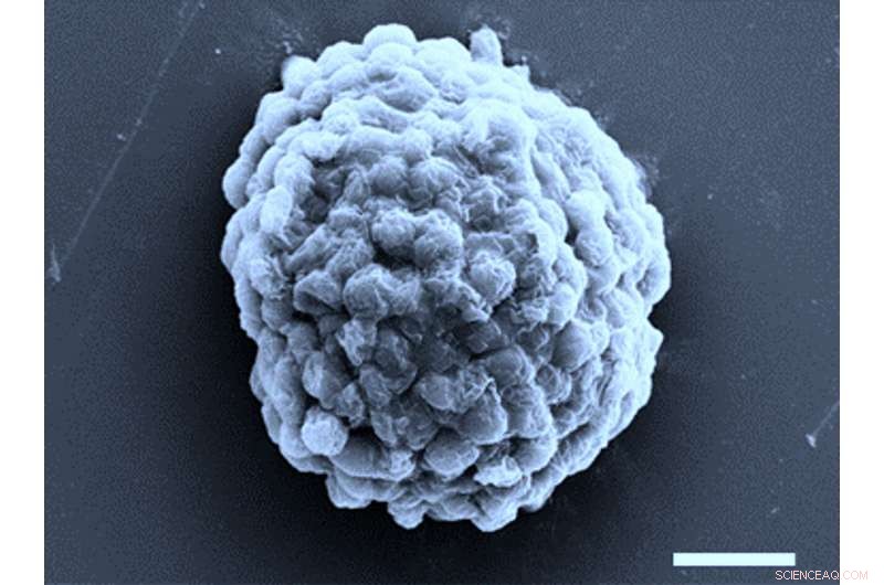 New Microbial Droplets Generate Hydrogen: A Breakthrough Toward Sustainable Energy