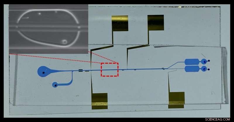 Advanced Microfluidic Cell-Separation Platform Reveals Mechanisms of Emerging Pathogens