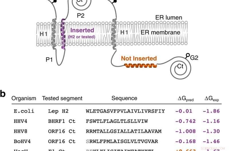 New Study Reveals How Viral Intra‑Membrane Interactions Regulate Cell Death