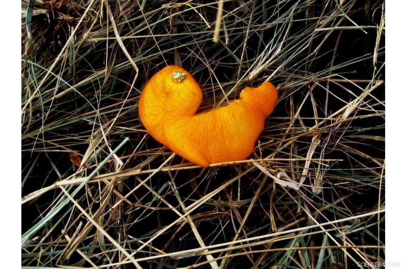 Transforming Citrus Waste into Clean Energy and High-Value Products