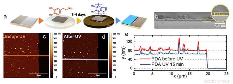 UV Light Exposure Enhances the Protective Power of Synthetic Melanin