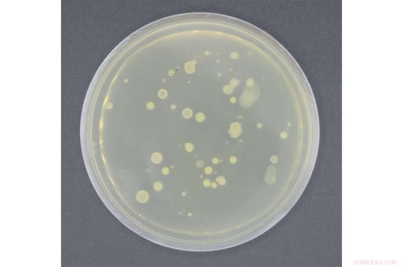 Decontaminating Almonds & Nuts with Compressed CO₂: A Safer Food Technology
