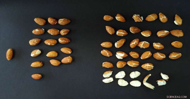 Decontaminating Almonds & Nuts with Compressed CO₂: A Safer Food Technology