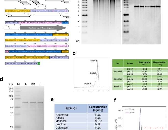 Recombinant Collagen Polypeptide: A Versatile Biomaterial for Bone Grafting