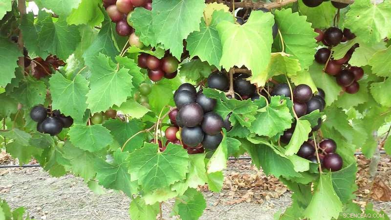 Food-Derived Compounds Inhibit SARS-CoV-2 Protease: Evidence from Muscadine Grapes and More