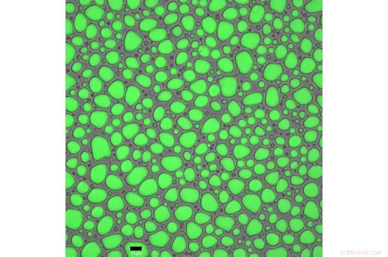 How Spiders Spin Self-Assembled Silk: The Science Behind Their Silk-Spinning Process