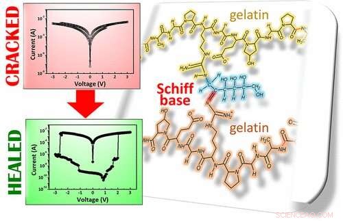 Self‑Repairing Gelatin Film Promises Smarter Electronics: A Breakthrough in Durable Materials