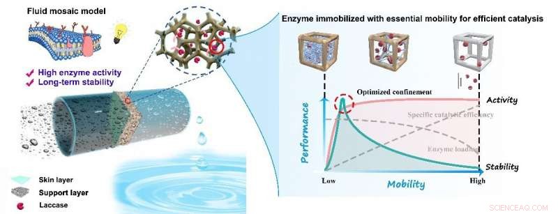 Revolutionary Biocatalytic Membrane Effectively Removes Micropollutants with Long-Term Stability