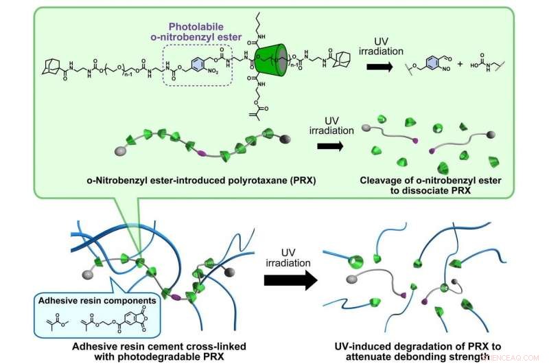 Reversible Adhesion in Dental Cement: A Smiling Breakthrough