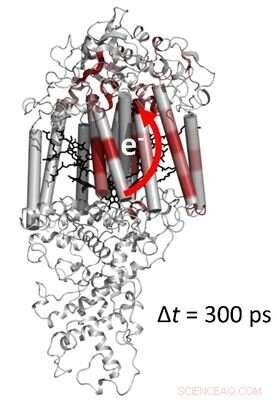 High‑Speed Imaging Uncovers Protein Dynamics in Photosynthesis