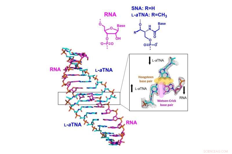 RNA Forms Stable Duplexes with Artificial Nucleic Acids, New Structural Study Reveals
