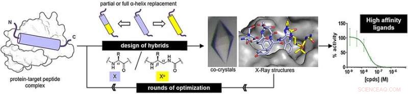Oligourea Foldamers: Efficient Peptide Alpha‑Helix Mimics for Drug Target Binding